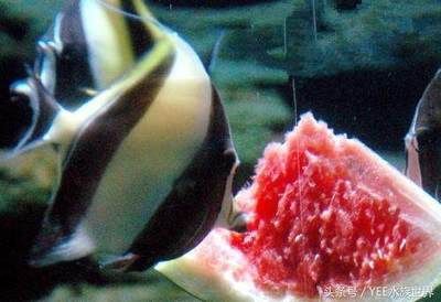 龍魚幾天不喂食的影響（龍魚幾天不喂食可能會產生什么影響？）