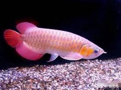 龍魚幾天不喂食的影響（龍魚幾天不喂食可能會產生什么影響？）