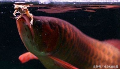 龍魚幾天不喂食的影響（龍魚幾天不喂食可能會產生什么影響？）