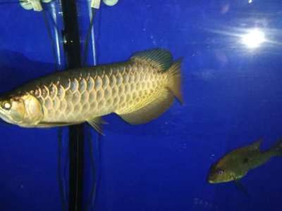 養(yǎng)古典藍(lán)底龍魚教程（養(yǎng)護(hù)古典藍(lán)底龍魚的詳細(xì)步驟和注意事項(xiàng)）