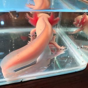 小龍魚一次吃多少比較好：小龍魚喂食量取決于其大小和年齡階段以下是具體的喂食建議 小龍魚一次吃多少比較好：小龍魚喂食量取決于其大小和年齡階段以下是具體的喂食建議 龍魚百科 第2張