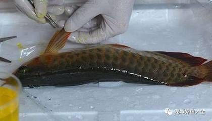 龍魚不麻醉可以剪魚鰭，但需要具備一定的技術和經驗和經驗：龍魚不麻醉可以修剪魚鰭嗎？ 龍魚不麻醉可以剪魚鰭，但需要具備一定的技術和經驗和經驗：龍魚不麻醉可以修剪魚鰭嗎？ 龍魚百科 第1張