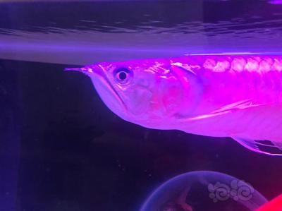 龍魚不麻醉可以剪魚鰭，但需要具備一定的技術和經驗和經驗：龍魚不麻醉可以修剪魚鰭嗎？ 龍魚不麻醉可以剪魚鰭，但需要具備一定的技術和經驗和經驗：龍魚不麻醉可以修剪魚鰭嗎？ 龍魚百科 第2張