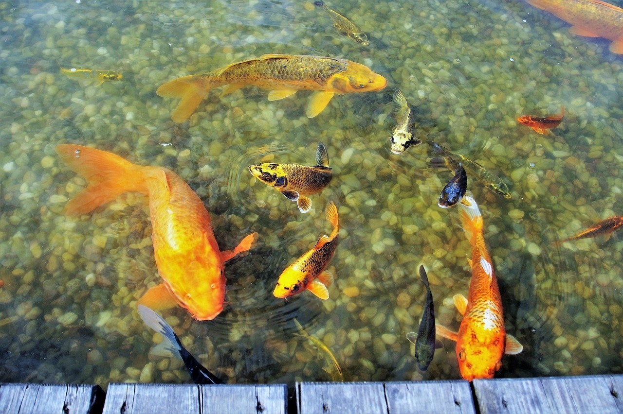 張掖市甘州區魚友水族用品店