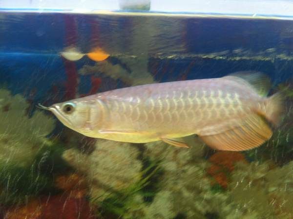 龍魚鑒定中心電話：龍魚鑒定中心在線預約