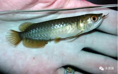 20 厘米的小龍魚喂食什么好：20厘米的小龍魚在喂食方面有什么要求？