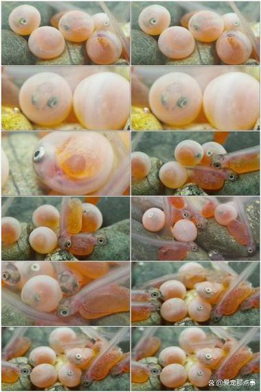 紅龍魚一年能長多大的魚卵圖片