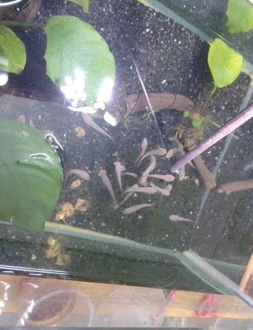 紅龍魚一年能長多大的魚卵圖片