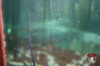 龍魚缸壁上有小白蟲子怎么回事：如何清除龍魚缸壁上的小白蟲子 龍魚缸壁上有小白蟲子怎么回事：如何清除龍魚缸壁上的小白蟲子 龍魚百科 第2張