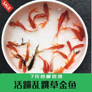 小龍魚的營養價值有哪些？：小龍魚的營養價值