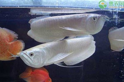 底濾魚缸換水視頻教程（魚缸底濾更換）