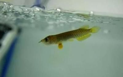 金龍魚40公分以后生長速度多少正常：金龍魚40公分以后生長速度多少正常呢？