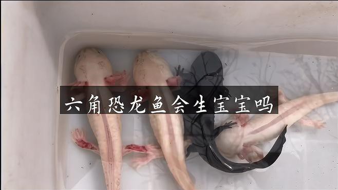 六角龍魚繁殖期如何控制溫度？