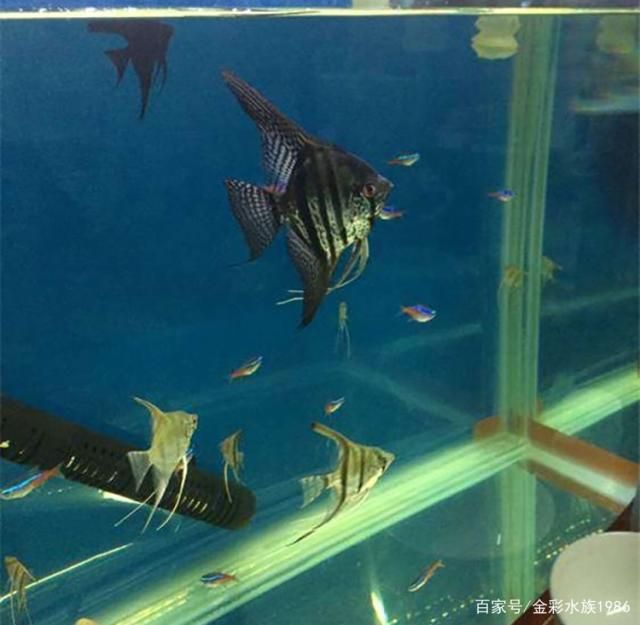 埃及神仙和龍魚混養的魚：埃及混養魚缸注意事項 埃及神仙和龍魚混養的魚：埃及混養魚缸注意事項 龍魚百科 第1張