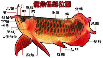 龍魚的鼻孔特征（關于龍魚鼻孔的一些詳細信息）