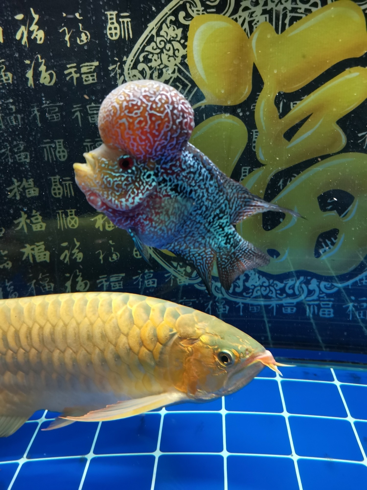 一板泥鰍看透整個魚店 一板泥鰍看透整個魚店 全國水族館企業名錄 第1張