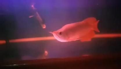 布都赤焰龍魚 布都赤焰龍魚 龍魚百科 第2張