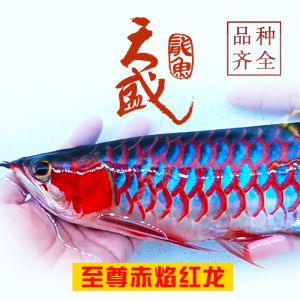布都赤焰龍魚 布都赤焰龍魚 龍魚百科 第3張