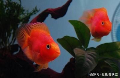 鸚鵡魚和龍魚混養注意事項財神鸚鵡和龍魚混養注意事項：鸚鵡和龍魚可以混養嗎