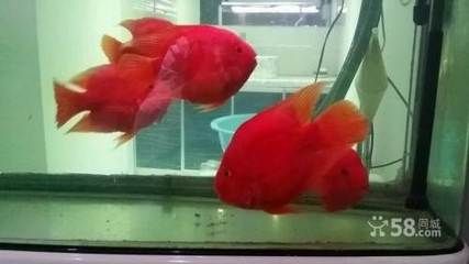 鸚鵡魚和龍魚混養注意事項財神鸚鵡和龍魚混養注意事項：鸚鵡和龍魚可以混養嗎