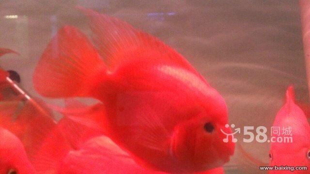 鸚鵡魚和龍魚混養注意事項財神鸚鵡和龍魚混養注意事項：鸚鵡和龍魚可以混養嗎