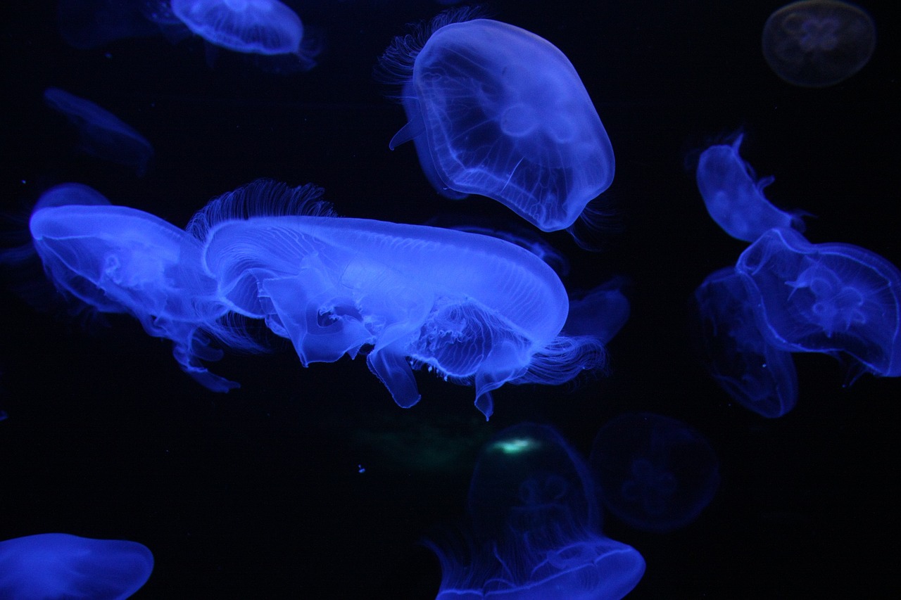 定州小濤水族館 定州小濤水族館 全國(guó)水族館企業(yè)名錄 第2張