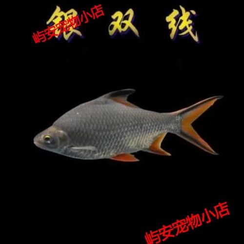 飛鳳吸龍魚有害嗎圖片