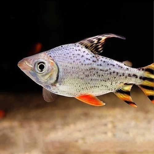 飛鳳吸龍魚有害嗎圖片