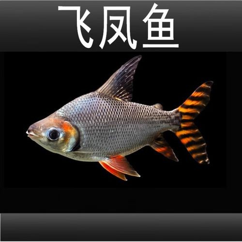 飛鳳吸龍魚有害嗎圖片