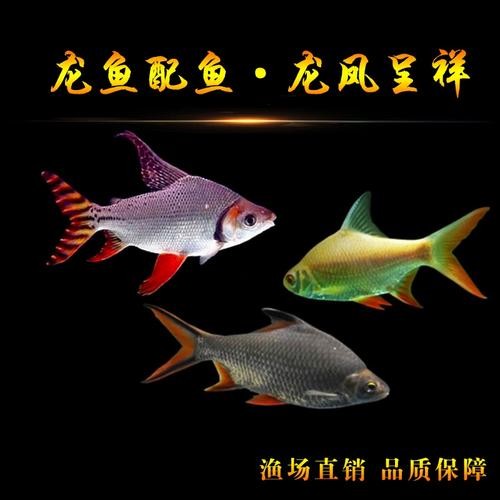 飛鳳吸龍魚有害嗎圖片