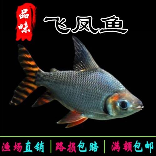 飛鳳吸龍魚有害嗎圖片
