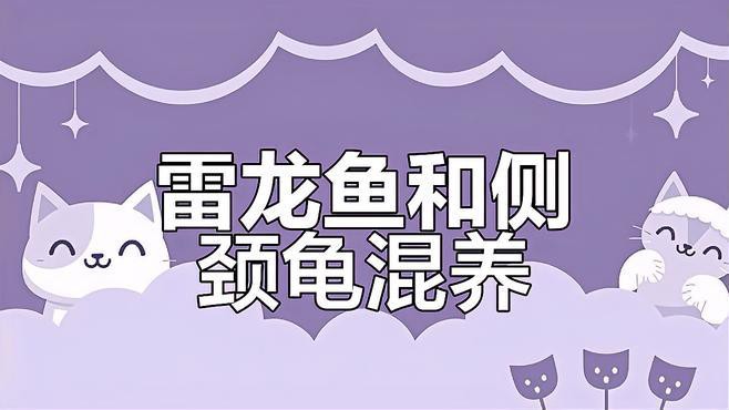 混養多久后龍魚和烏龜會適應？