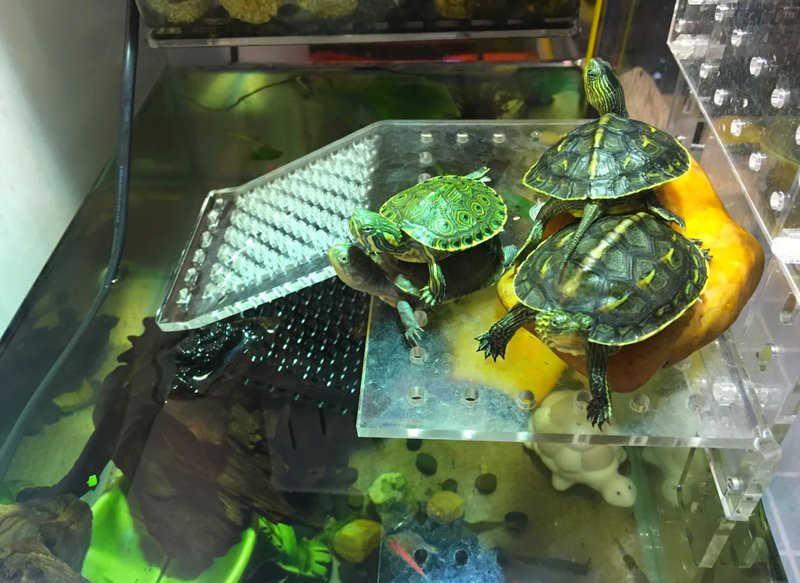 混養多久后龍魚和烏龜會適應？