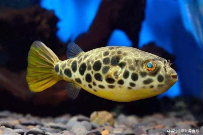 象鼻魚和龍魚混養(yǎng)好嗎圖片欣賞 象鼻魚和龍魚混養(yǎng)好嗎圖片欣賞 龍魚百科 第17張