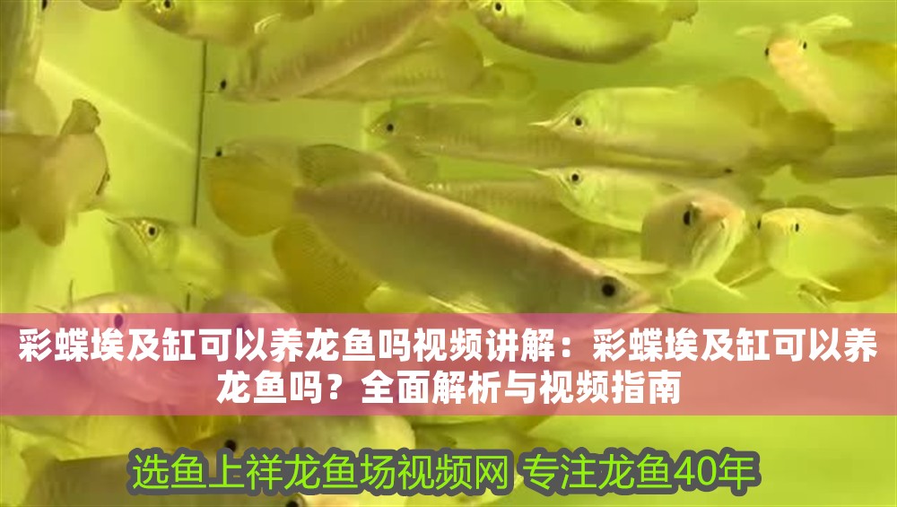 彩蝶埃及缸可以養龍魚嗎視頻講解:彩蝶埃及缸可以養龍魚嗎?全面解析與視頻指南 龍魚百科 第1張 彩蝶埃及缸可以養龍魚嗎視頻講解:彩蝶埃及缸可以養龍魚嗎?全面解析與視頻指南 彩蝶埃及缸可以養龍魚嗎視頻講解:彩蝶埃及缸可以養龍魚嗎?全面解析與視頻指南 龍魚百科 第1張