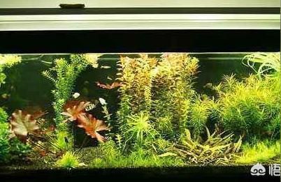 彩蝶埃及缸可以養龍魚嗎視頻講解:彩蝶埃及缸可以養龍魚嗎?全面解析與視頻指南 龍魚百科 第3張 彩蝶埃及缸可以養龍魚嗎視頻講解:彩蝶埃及缸可以養龍魚嗎?全面解析與視頻指南 彩蝶埃及缸可以養龍魚嗎視頻講解:彩蝶埃及缸可以養龍魚嗎?全面解析與視頻指南 龍魚百科 第3張