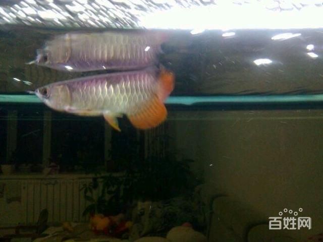 寶石金龍魚會(huì)發(fā)色嗎（寶石金龍魚發(fā)色能力與其血統(tǒng)、后天飼養(yǎng)環(huán)境和食物等因素密切相關(guān)）