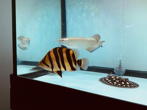 小虎魚可以和龍魚一起混養嗎圖片欣賞