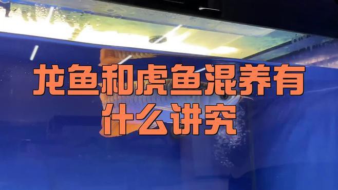 小虎魚可以和龍魚一起混養嗎圖片欣賞