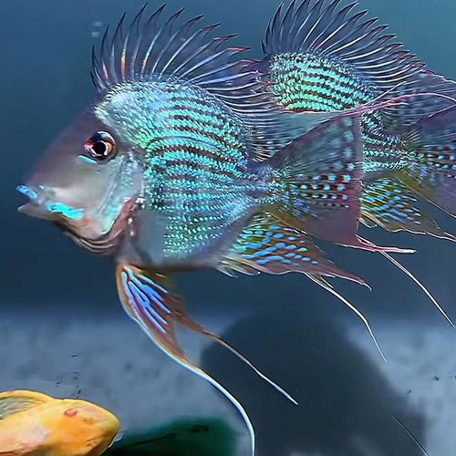 小虎魚可以和龍魚一起混養嗎圖片欣賞