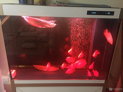 東勝區(qū)愛上魚水族館（愛上魚電話多少）