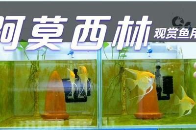 龍魚撞掉一片鱗需要加阿莫西林嗎圖片（龍魚撞掉一片鱗需要加阿莫西林嗎） 龍魚撞掉一片鱗需要加阿莫西林嗎圖片（龍魚撞掉一片鱗需要加阿莫西林嗎） 龍魚百科 第2張