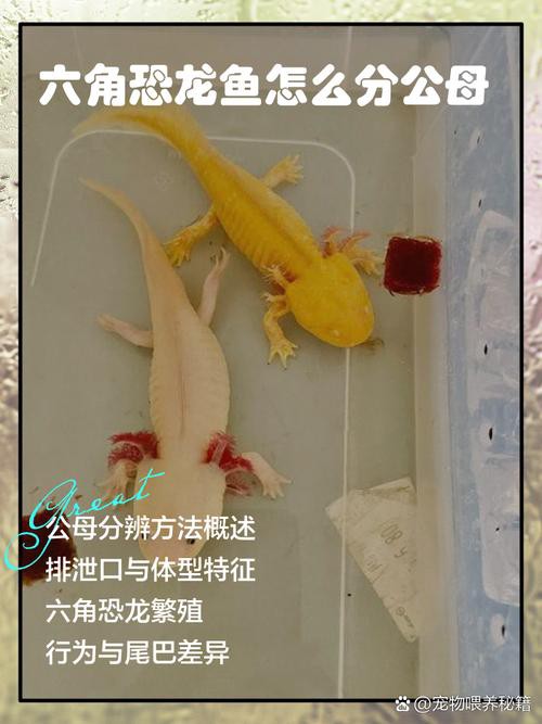 六角龍魚圖片大全高清