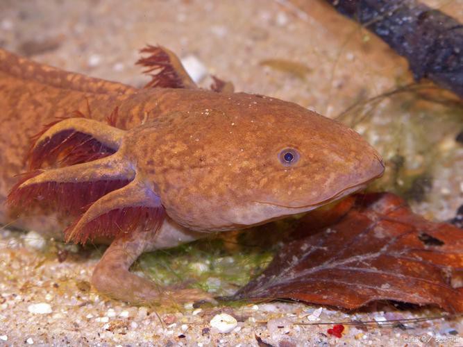 六角龍魚圖片大全高清