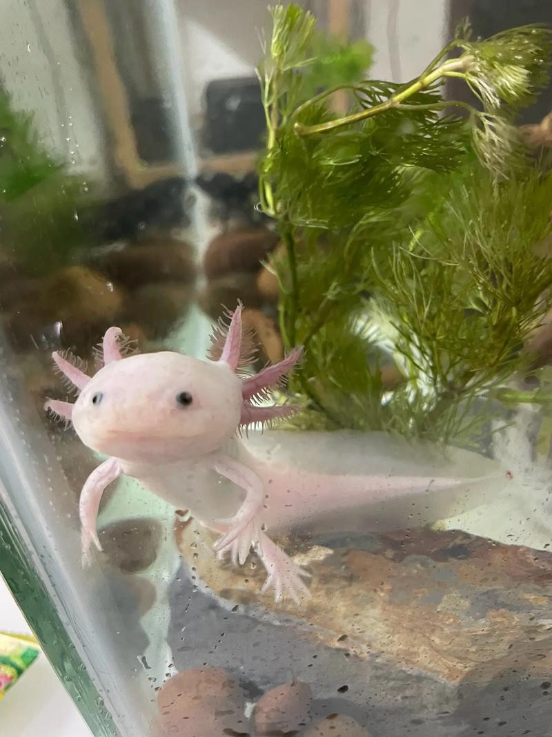 六角龍魚圖片大全高清