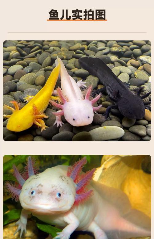 六角龍魚圖片大全高清