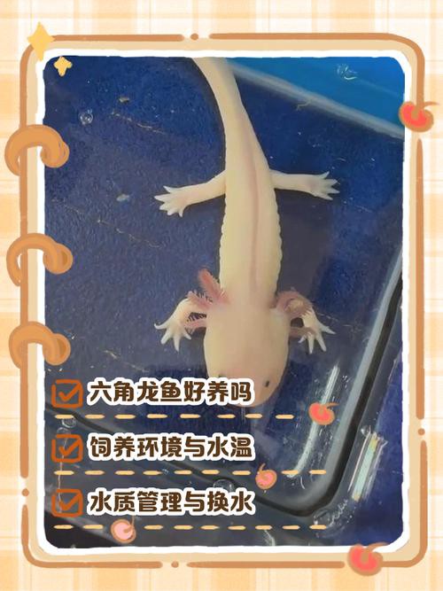 六角龍魚圖片大全高清