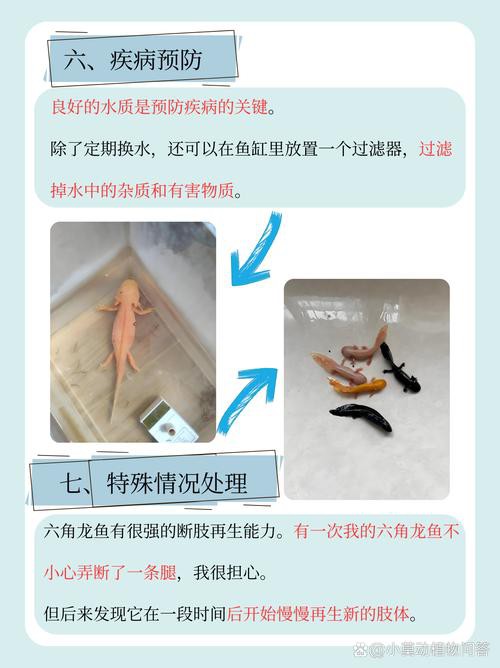 六角龍魚圖片大全高清