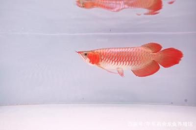 龍魚吃啥發色好看一點，關于龍魚發色的一些建議 龍魚吃啥發色好看一點，關于龍魚發色的一些建議 龍魚百科 第4張