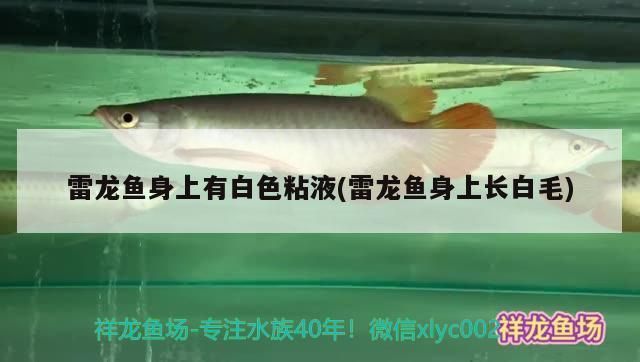 雷龍魚白毛怎么治，雷龍魚白毛預防措施